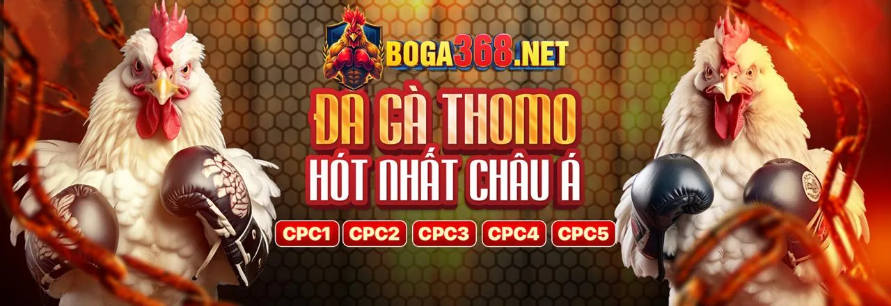 Hình ảnh chiến thuật cá cược đá gà hiệu quả